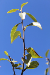 Litsea glaucescens