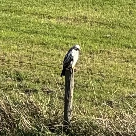 Common Buzzard