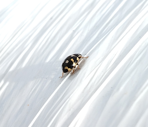 Fourteen-spotted Lady Beetle