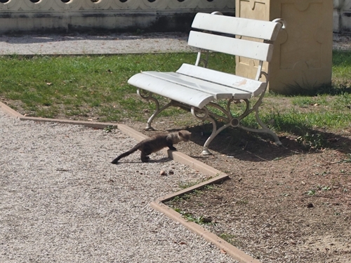 Stone Marten