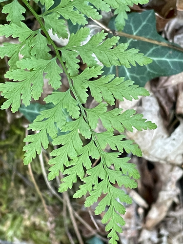 brittle bladderfern