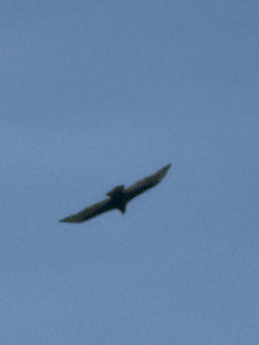 Turkey Vulture