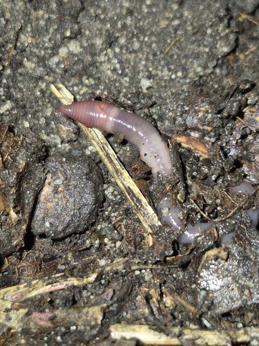 Dendrobaena octaedra observed 2026-09-23