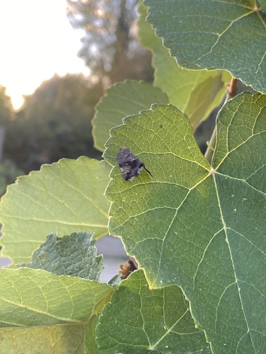 Black planthopper