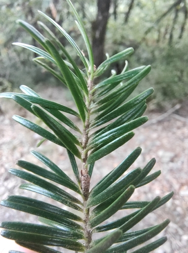 silver fir