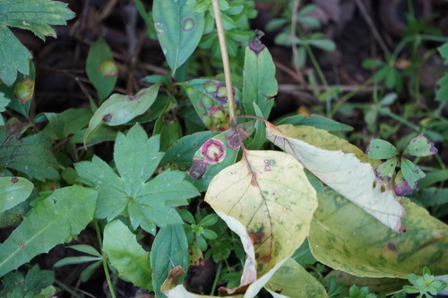 Dogwood Eyespot Gall Midge