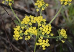 Lomatium caruifolium