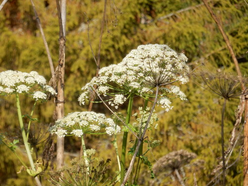 Sosnowsky's hogweed