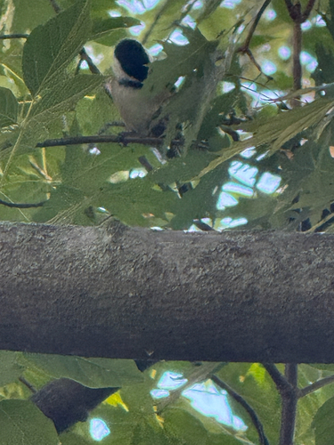 Black-capped Chickadee