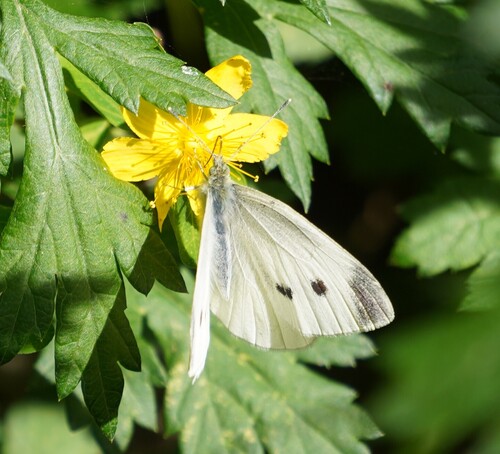 Small White
