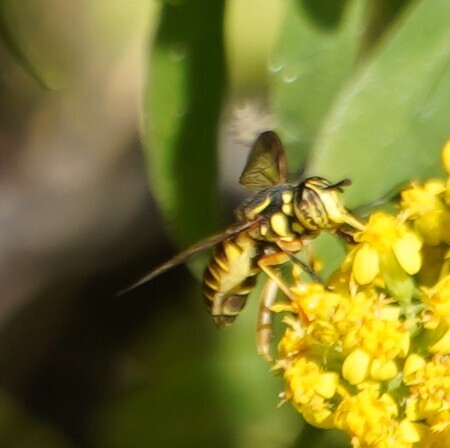 Eastern Hornet Fly