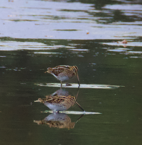Common Snipe