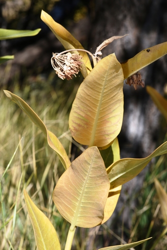 showy milkweed