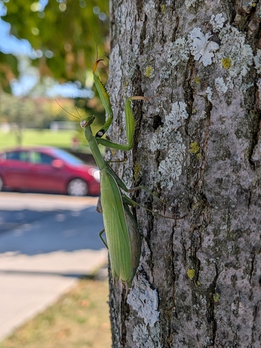 European Mantis