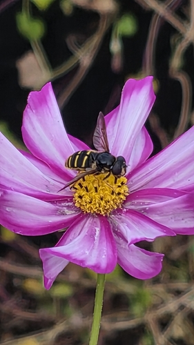 Western Pond Fly