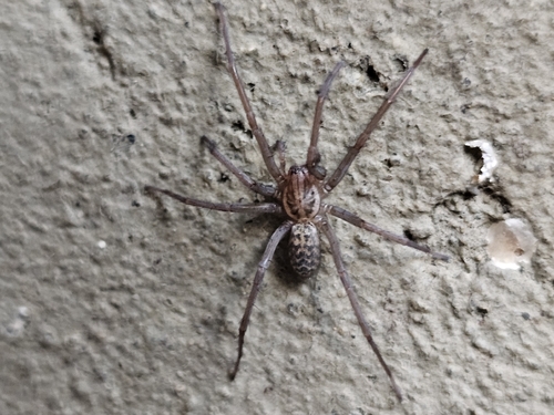 Giant House Spider