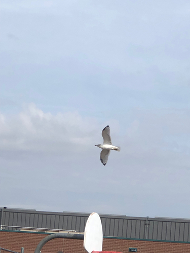Ring-billed Gull