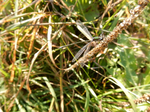 Small Spreadwing