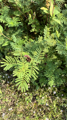 Illinois bundleflower