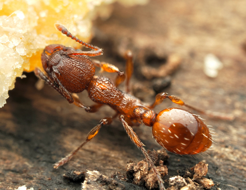 Myrmica rugulosa
