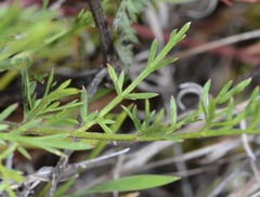 Lomatium caruifolium
