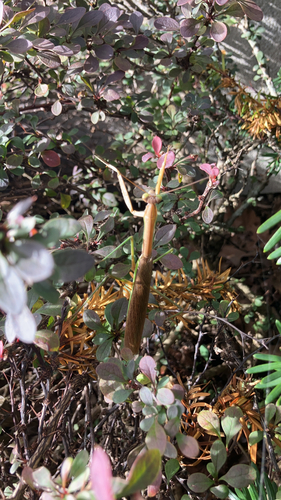 Chinese Mantis