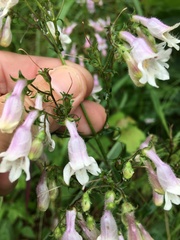 Penstemon laevigatus