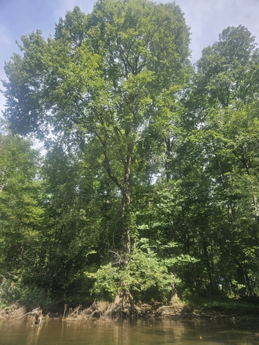 Ulmus americana, photograph 3