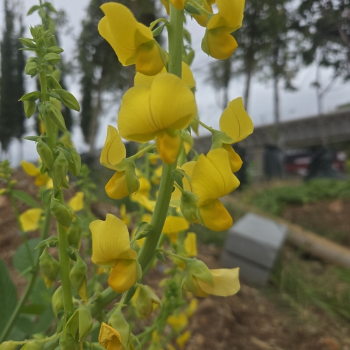 Crotalaria spectabilis