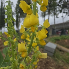 Crotalaria spectabilis