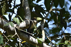 Cercopithecus ascanius schmidti