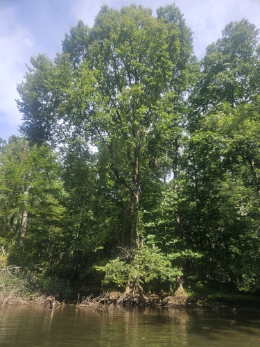 Ulmus americana, photograph 4