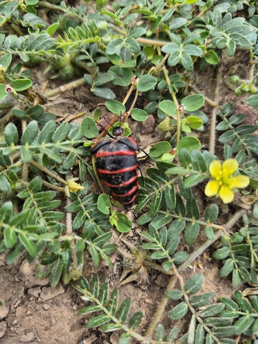 Megetra vittata