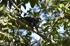 Cercopithecus ascanius schmidti