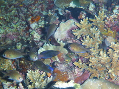 Chromis ternatensis