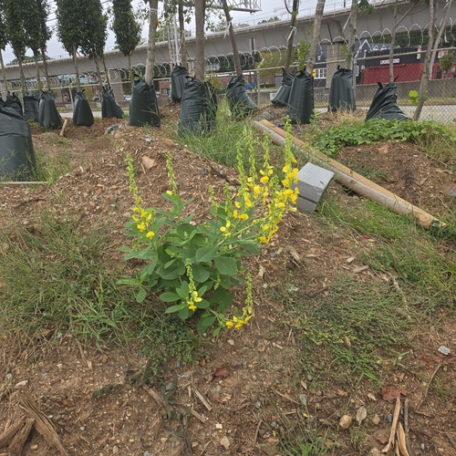Crotalaria spectabilis, photograph 1