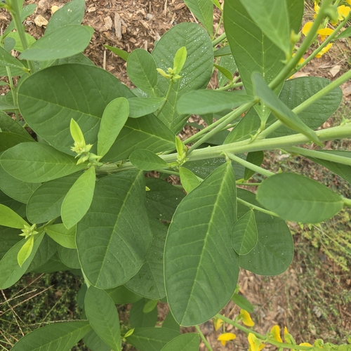 Crotalaria spectabilis, photograph 2