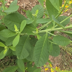 Crotalaria spectabilis, photograph (c) Josh, some rights reserved (CC BY)