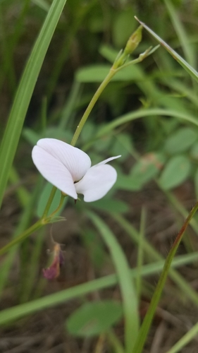 Image of Tephrosia florida by (c) Scott Ward, some rights reserved (CC BY)