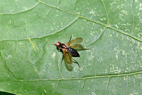 Cordilura albipes