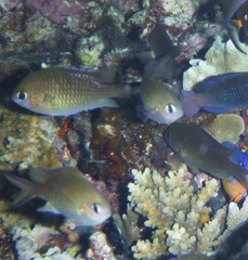 Chromis ternatensis