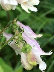 Penstemon laevigatus