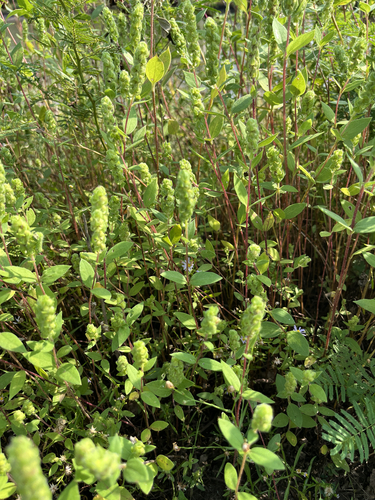 Sumpweed