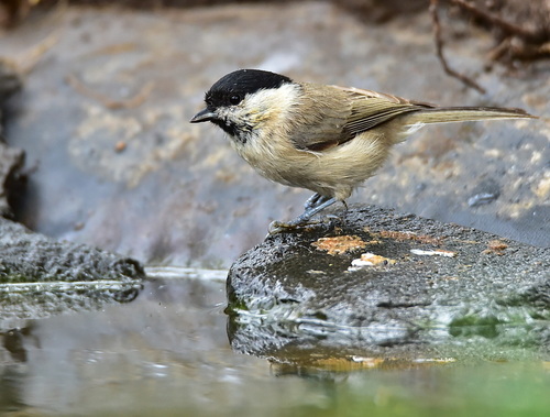 Marsh Tit