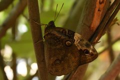 Opsiphanes invirae amplificatus