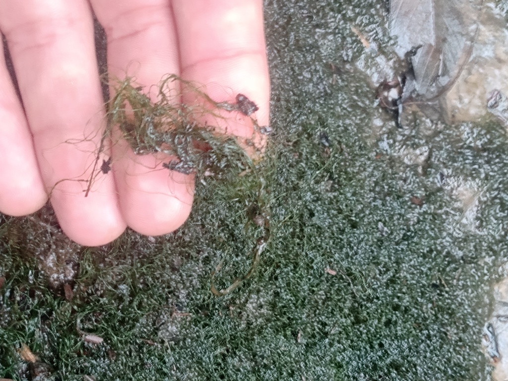 Rhizoclonium africanum