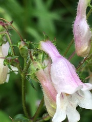 Penstemon laevigatus