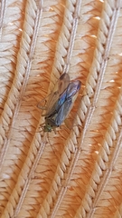 Closterotomus
