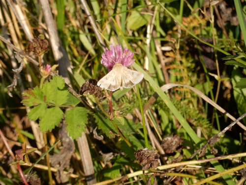Cotton Bollworm Moth