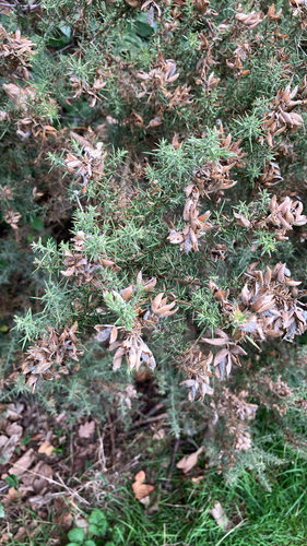 Ulex europaeus, photograph 4